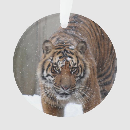Tiger Damai Smithsonian | Sumatran Ornament (Vorderseite)