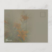 Tiger "Day" Lilies Postkarte (Rückseite)