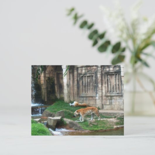 Tiger-Den Postkarte (Stehend Vorderseite)