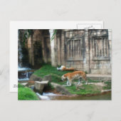 Tiger-Den Postkarte (Vorne/Hinten)