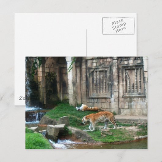 Tiger-Den Postkarte (Vorne/Hinten)