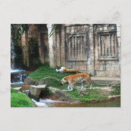 Tiger-Den Postkarte