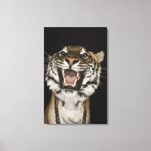 Tiger, der 2 brüllt leinwanddruck