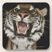 Tiger, der 2 brüllt untersetzer (Vorderseite)