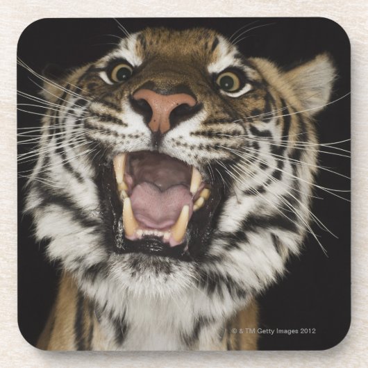 Tiger, der 2 brüllt untersetzer (Vorderseite)