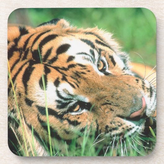 Tiger, der im Gras liegt Getränkeuntersetzer (Vorderseite)