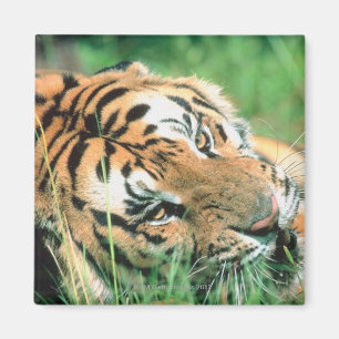 Tiger, der im Gras liegt Magnet