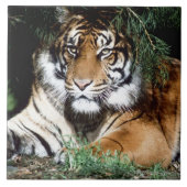 Tiger, der Schatten genießt Fliese (Vorderseite)