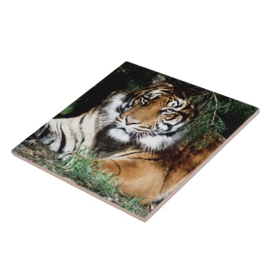 Tiger, der Schatten genießt Fliese (Seite)