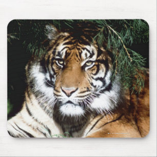 Tiger, der Schatten genießt Mousepad