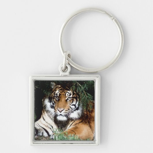 Tiger, der Schatten genießt Schlüsselanhänger (Vorne)