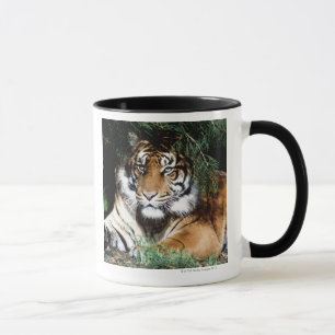 Tiger, der Schatten genießt Tasse