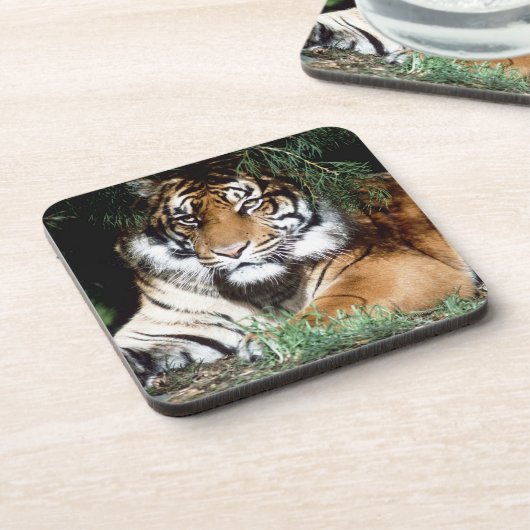 Tiger, der Schatten genießt Untersetzer (Linke Seite)