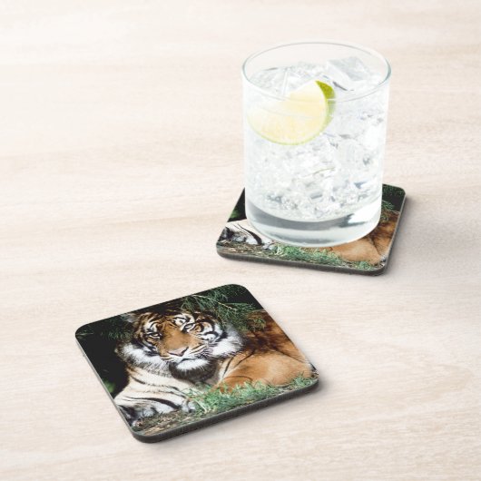 Tiger, der Schatten genießt Untersetzer (Rechte Seite)