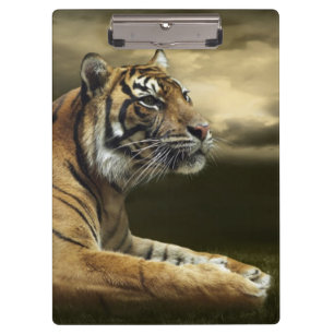 Tiger, der unter drastischem Himmel schaut und Klemmbrett
