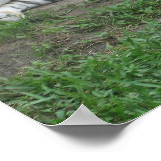 Tiger Dreams Poster (Ecke)