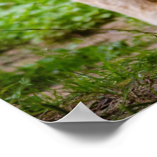 Tiger durch das Poster der grünen Bäume spazieren (Ecke)