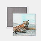 Tiger durch Fluss Magnet (Vorderseite/Rückseite)