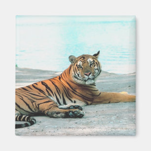 Tiger durch Fluss Magnet