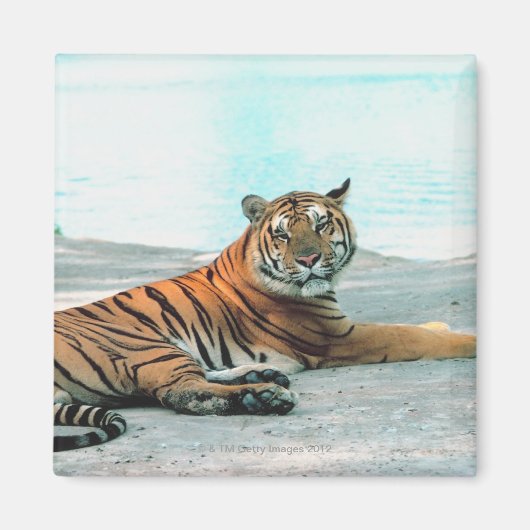 Tiger durch Fluss Magnet (Vorne)