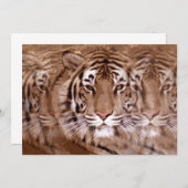 Tiger-Einladung Einladung (Vorne/Hinten)