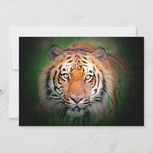 Tiger-Einladung Einladung (Vorderseite)