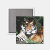 Tiger Enjoying Shade Magnet (Vorderseite/Rückseite)