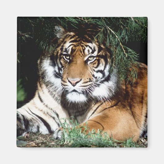 Tiger Enjoying Shade Magnet (Vorne)