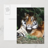 Tiger Enjoying Shade Postkarte (Vorne/Hinten)