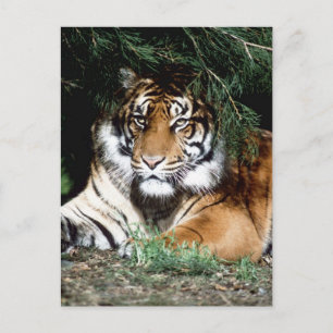 Tiger Enjoying Shade Postkarte
