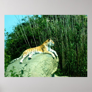Tiger entspannend poster