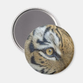 Tiger Eye Nah-up Magnet (Vorderseite/Rückseite)