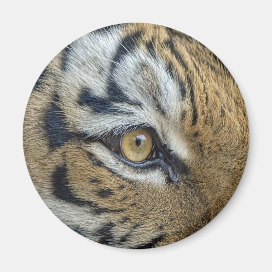 Tiger Eye Nah-up Magnet (Vorne)
