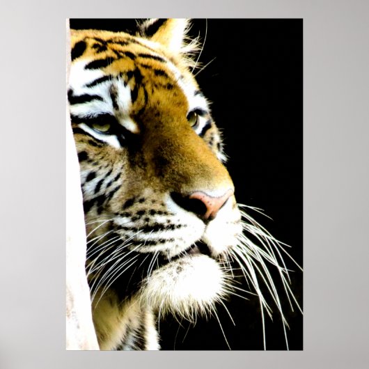 Tiger Eyes Poster (Vorne)