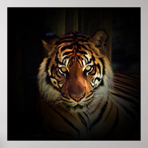 Tiger Eyes Poster - Wild Life Art Prints