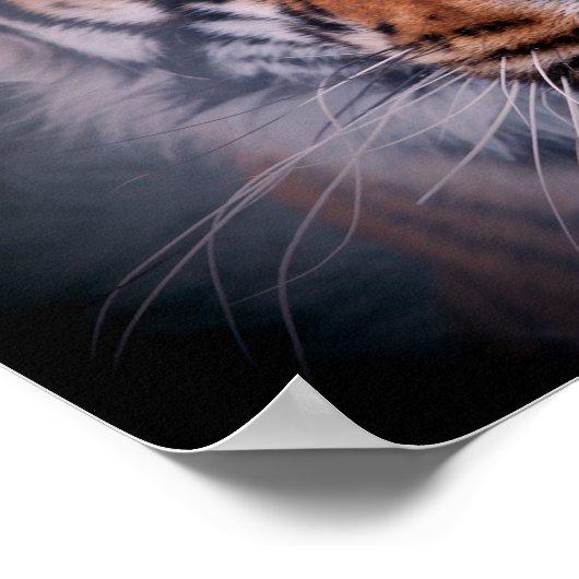 Tiger Face Eyes Atemberaubend Big Cat A3 Poster (Ecke)