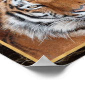 Tiger Face Foto Image Print Poster (Ecke)