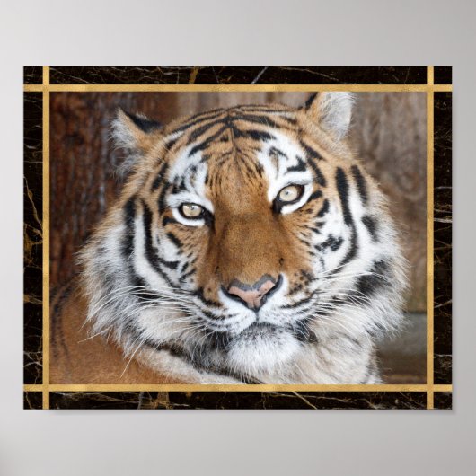 Tiger Face Foto Image Print Poster (Vorne)