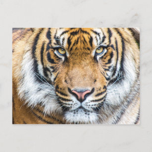 Tiger Face Foto Postkarte