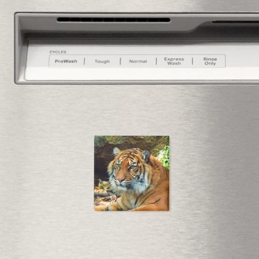 Tiger Face Magnet (In Situ (Geschirrspüler))