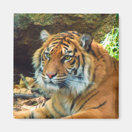 Tiger Face Magnet (Vorne)