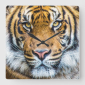 Tiger Face Portrait Quadratische Wanduhr (Vorderseite)