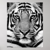 Tiger Face Poster (Vorne)