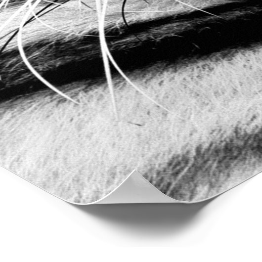 Tiger Face Poster (Ecke)