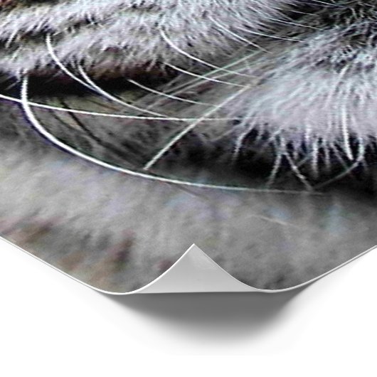 Tiger Face Poster (Ecke)