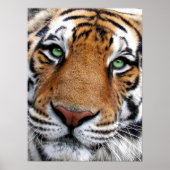 Tiger Face Poster (Vorne)