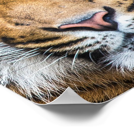 Tiger Face Poster (Ecke)