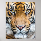 Tiger Face Poster (Vorne)