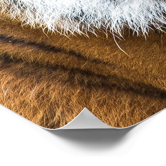 Tiger Face Poster (Ecke)