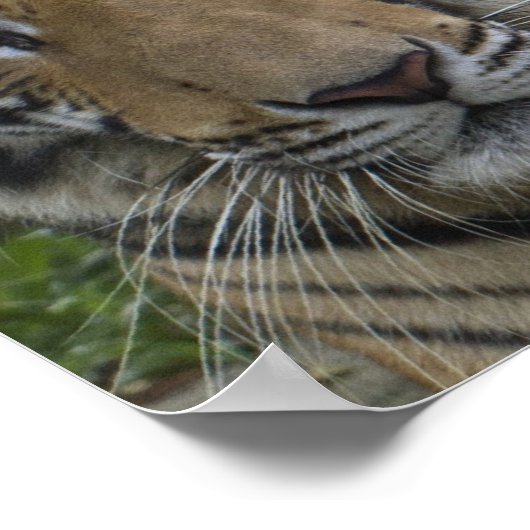 Tiger Face Poster (Ecke)